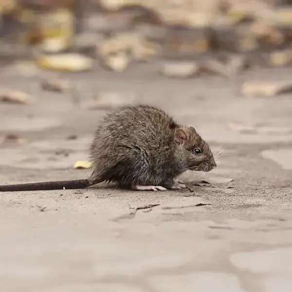 Brown rat on a patio, one of the most persistent pests around homes and farms