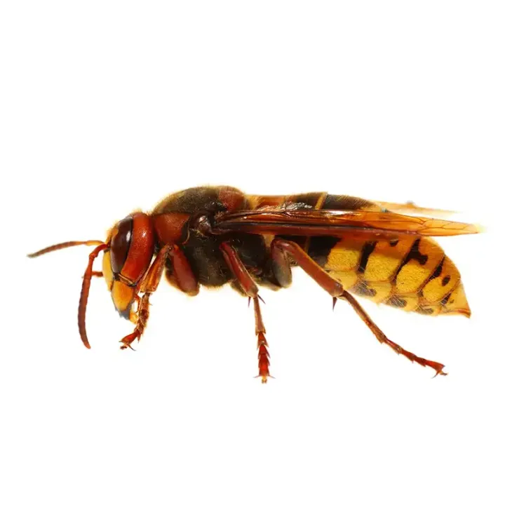 Hornet seen from the side, one of the stinging insects Norfolk Environmental deal with