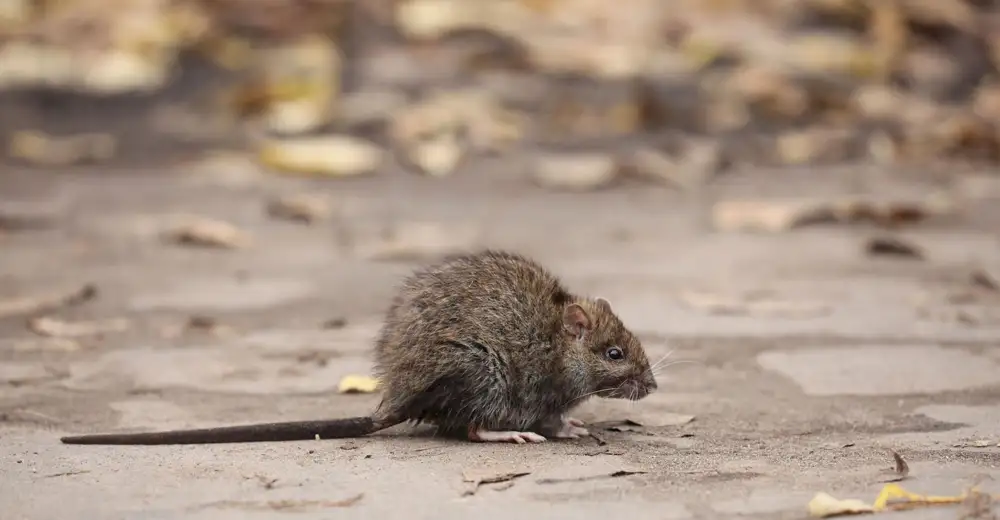 Brown rat on a patio, a common pest around Norfolk homes and gardens