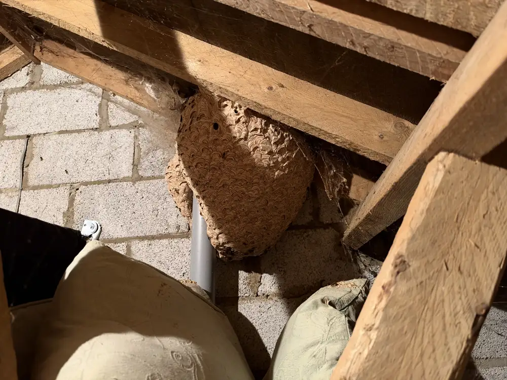 Wasp nest hanging from the loft rafters of a Norfolk home